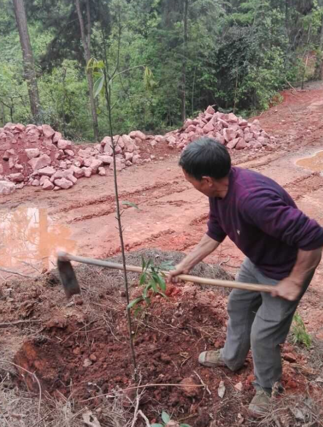 石城山工区施底肥，苗木修剪及栽植4.png